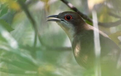Neotropical Flyways