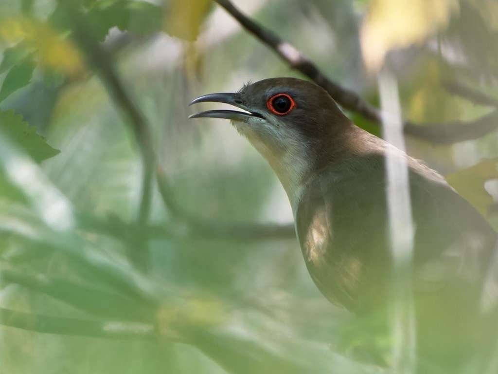 A Black-billed Cuckoo peeks through foliage