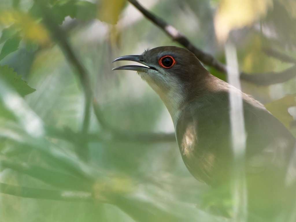 a Black-billed Cuckoo reveals itself at a spring stopover site in southern Ecuador. Photo Juan Carlos Figueroa. A Black-billed Cuckoo peeks through foliage