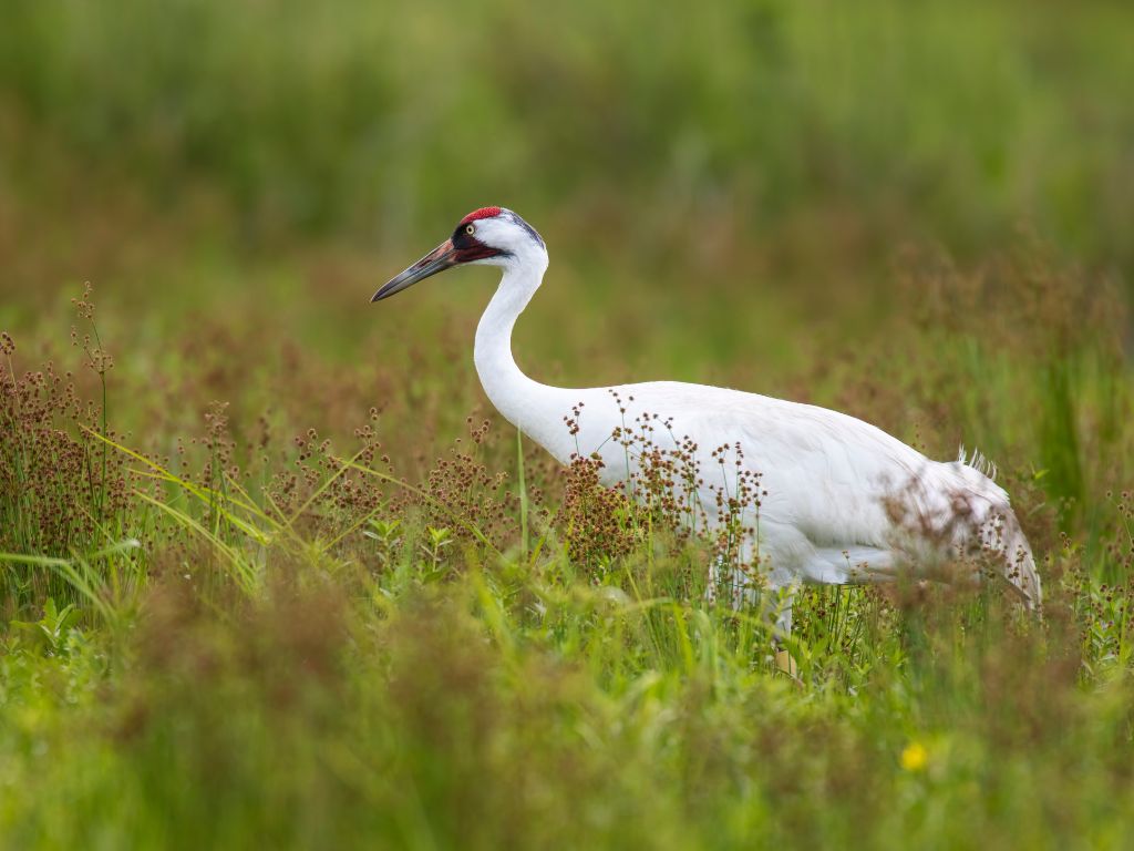 Whooping crane walks through tall grass