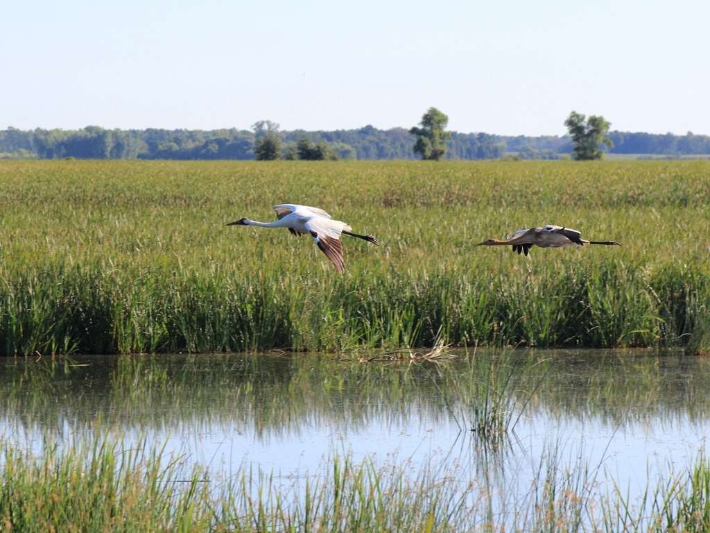 Whooping Crane reintroduction efforts are funded by NRF through the Bird Protection Fund. Photo: H. Thompson Whooping Crane reintroduction efforts are funded by NRF through the Bird Protection Fund. Photo: H. Thompson