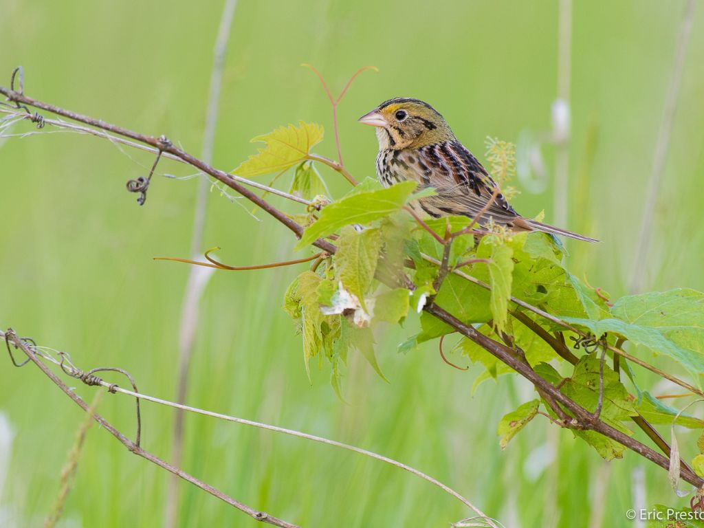 Henslow's Sparrow on wild grape By Eric Preston
