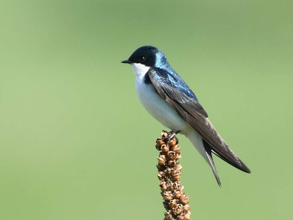 Tree swallow