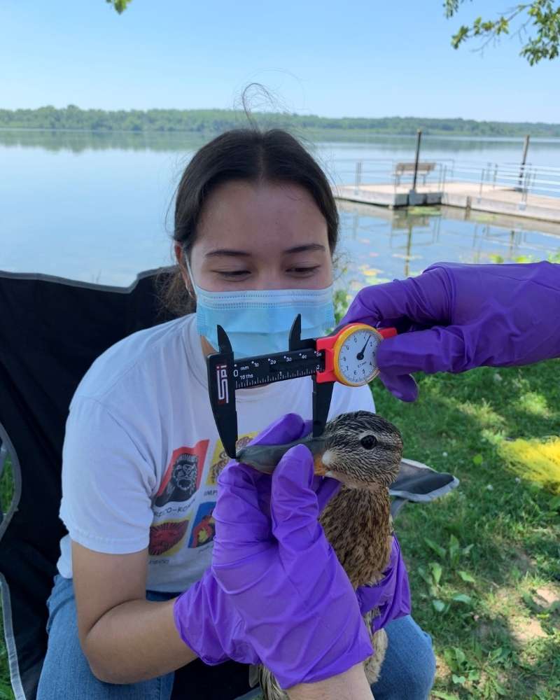 a woman holds a duck while its head is measured