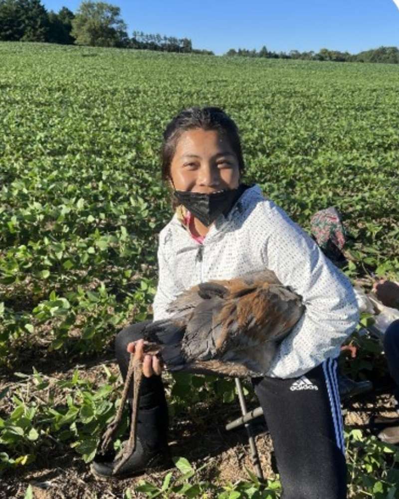 a young woman stands in a crop field holding a large gray bird under her arm