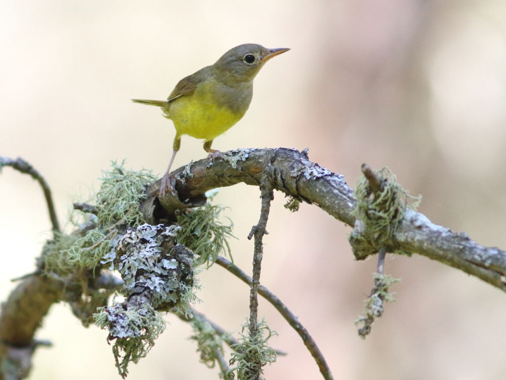 Connecticut Warbler sits on branch with lichens by Brian Collins