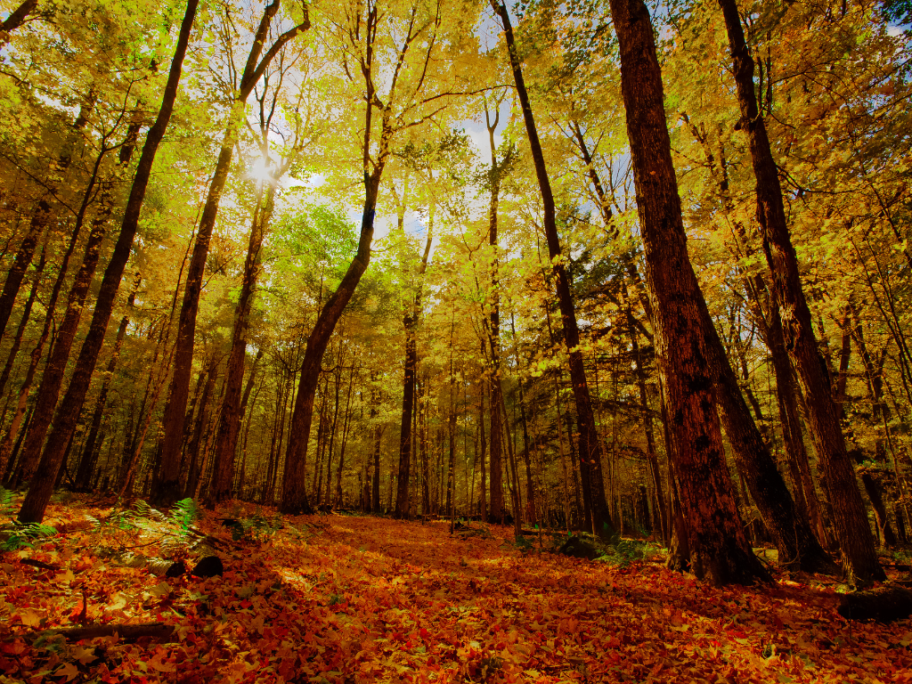 A forest floor covered in fall leaves with the sun shining through tall trees with yellow leaves.