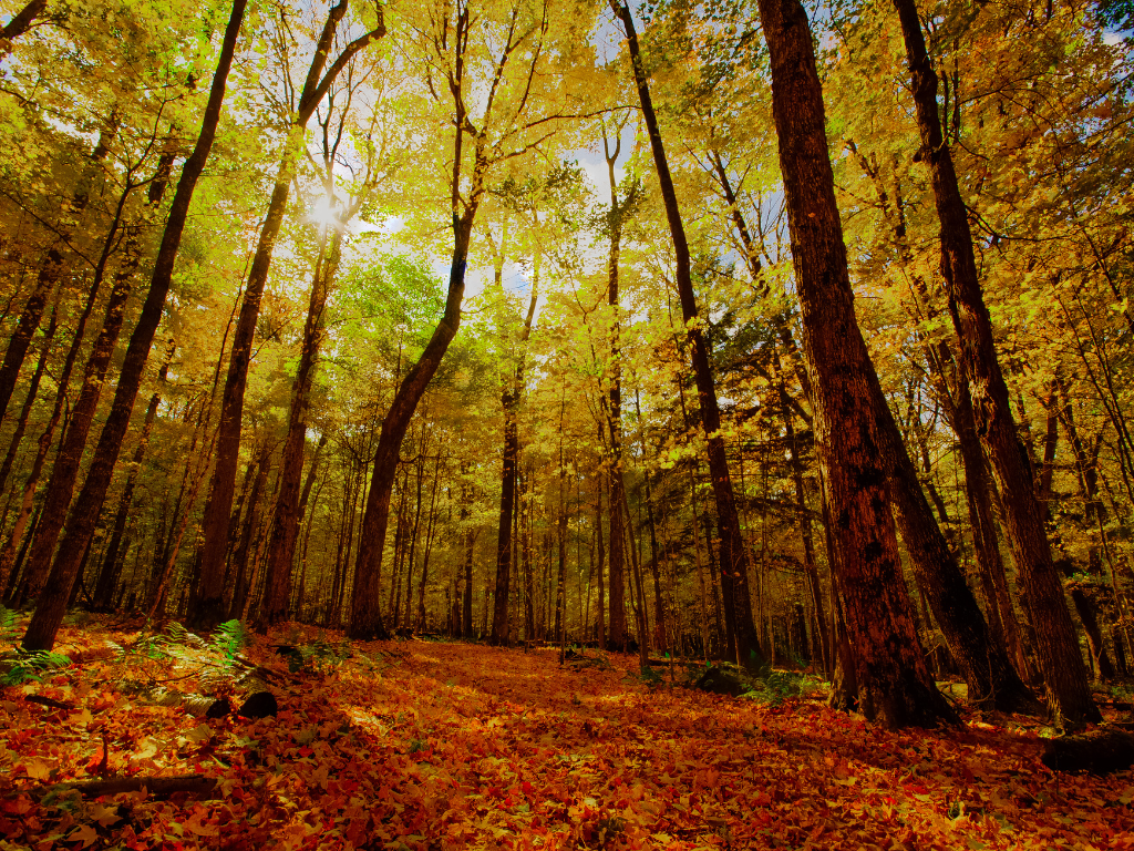 Blog Post Photo Dimensions 43 (1) A forest floor covered in fall leaves with the sun shining through tall trees with yellow leaves.