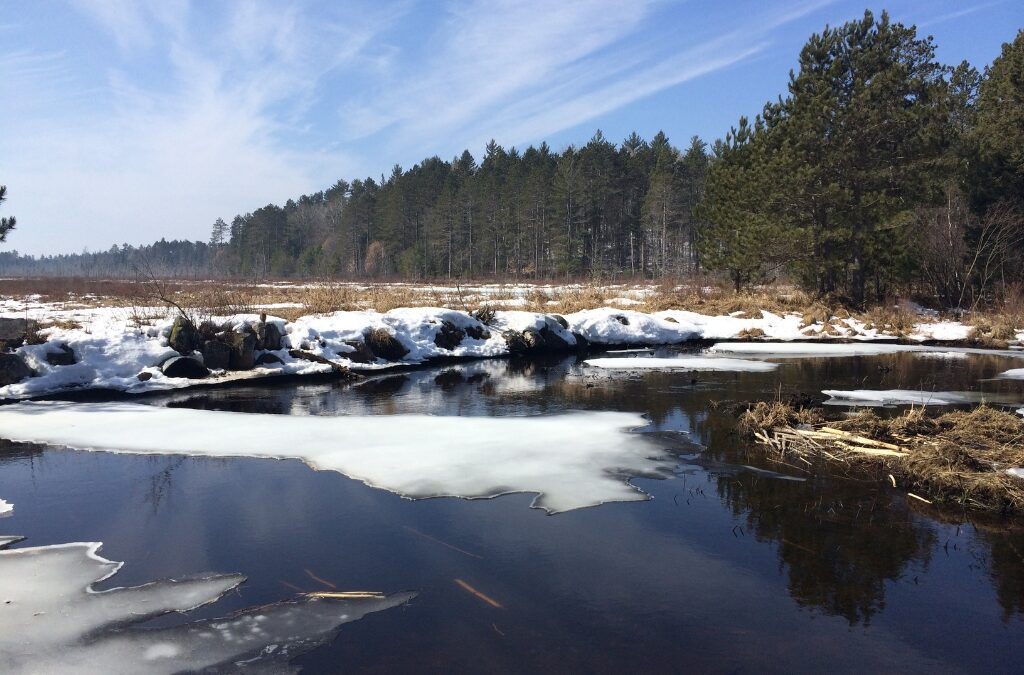 a body of water with melting ice on it surrounded by a field lightly covered in snow and tall pine trees