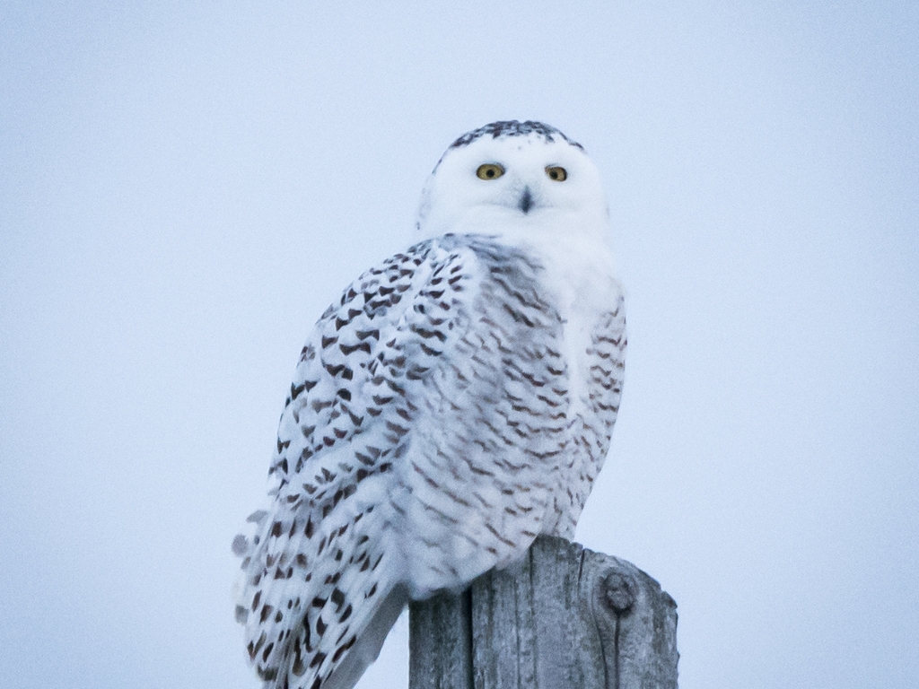 climate resiliency - a snowy owl perches on the top of a wooden pole