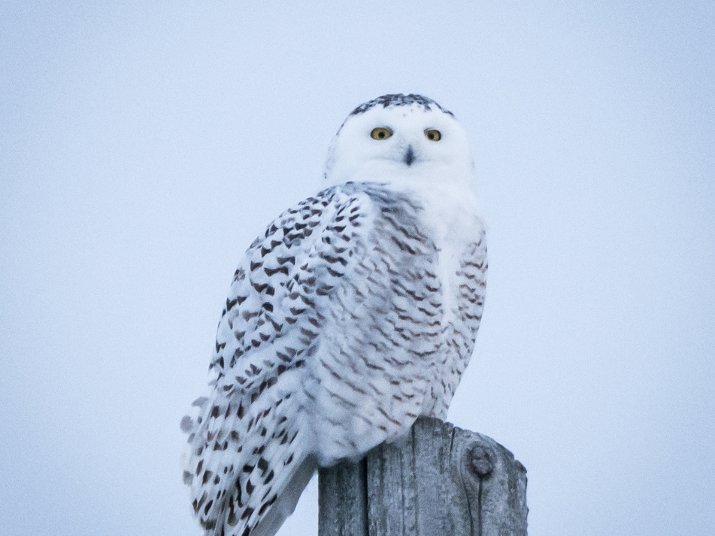 Blog Post Photo Dimensions 43 (3) climate resiliency - a snowy owl perches on the top of a wooden pole