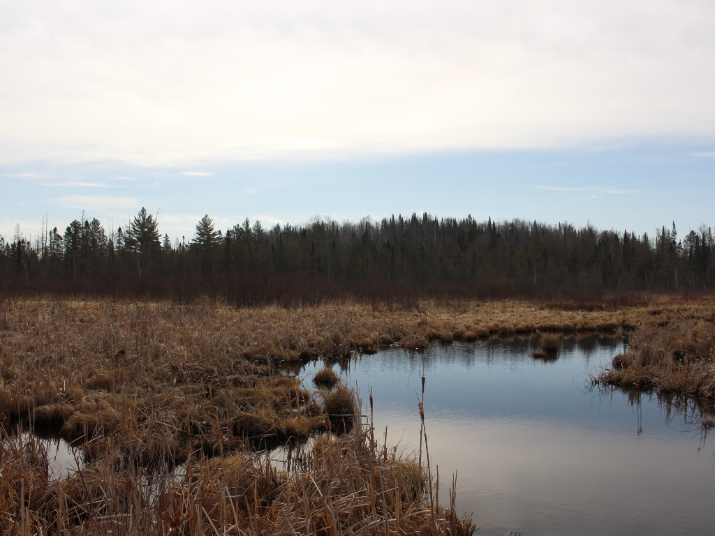 climate resiliency - a small portion of a lake surrounded by grass and tall trees in the background, all under a cloudy sky