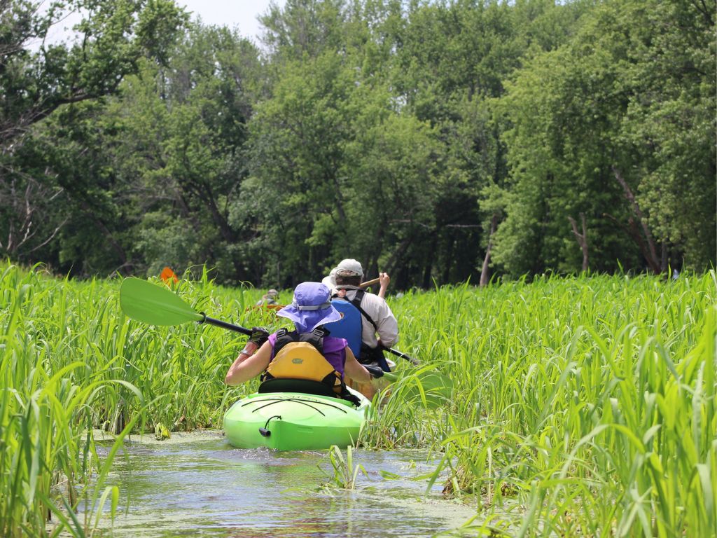 Mississippi River paddling Field Trip: Herptile (amphibian and reptile) Conservation. Photo by Andrew Badje