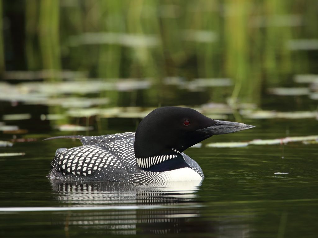 Common Loon floats on water in front of wetland plants By Trent Arend