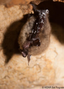 A northern long-eared bat with white-nose syndrome.