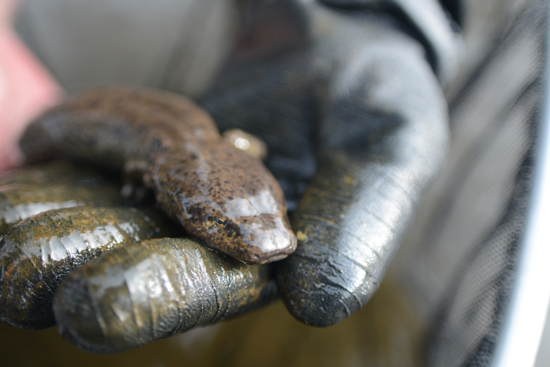 A researcher's gloved hand holding a mudpuppy