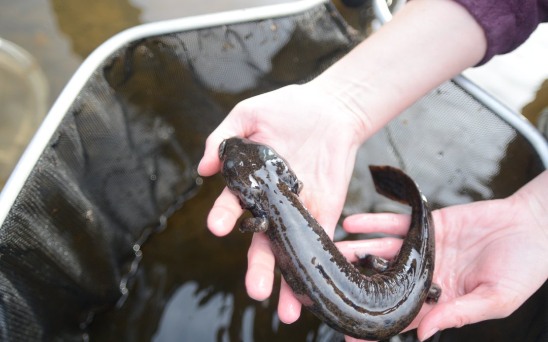 mudpuppy, photo by Heather Kaarakka, WDNR