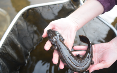 Slimy but Sweet – Searching for Mudpuppies in Wisconsin