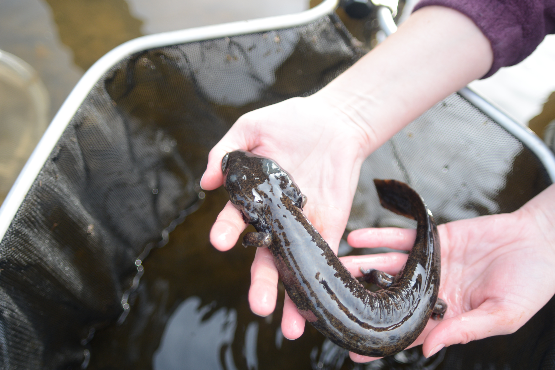 a researcher holding a mudpuppy over a net filled with water