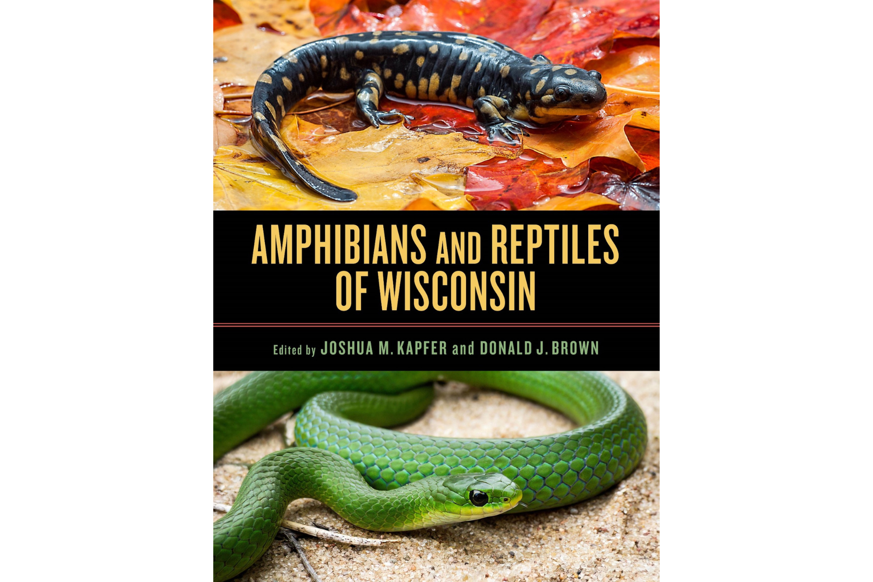 Cover of the book Amphibians and Reptiles of Wisconsin by Joshua Kapfer and Donald Brown