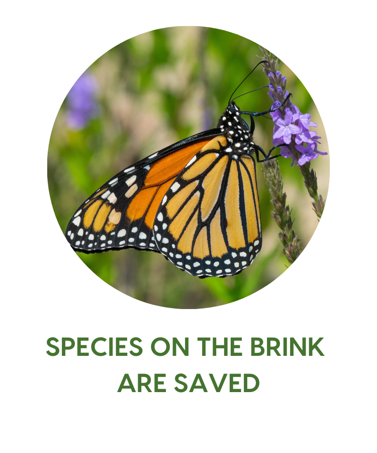 Evergreen Fund Webpage Circles Monarch butterfly on a purple flower. Photo by Joshua Mayer