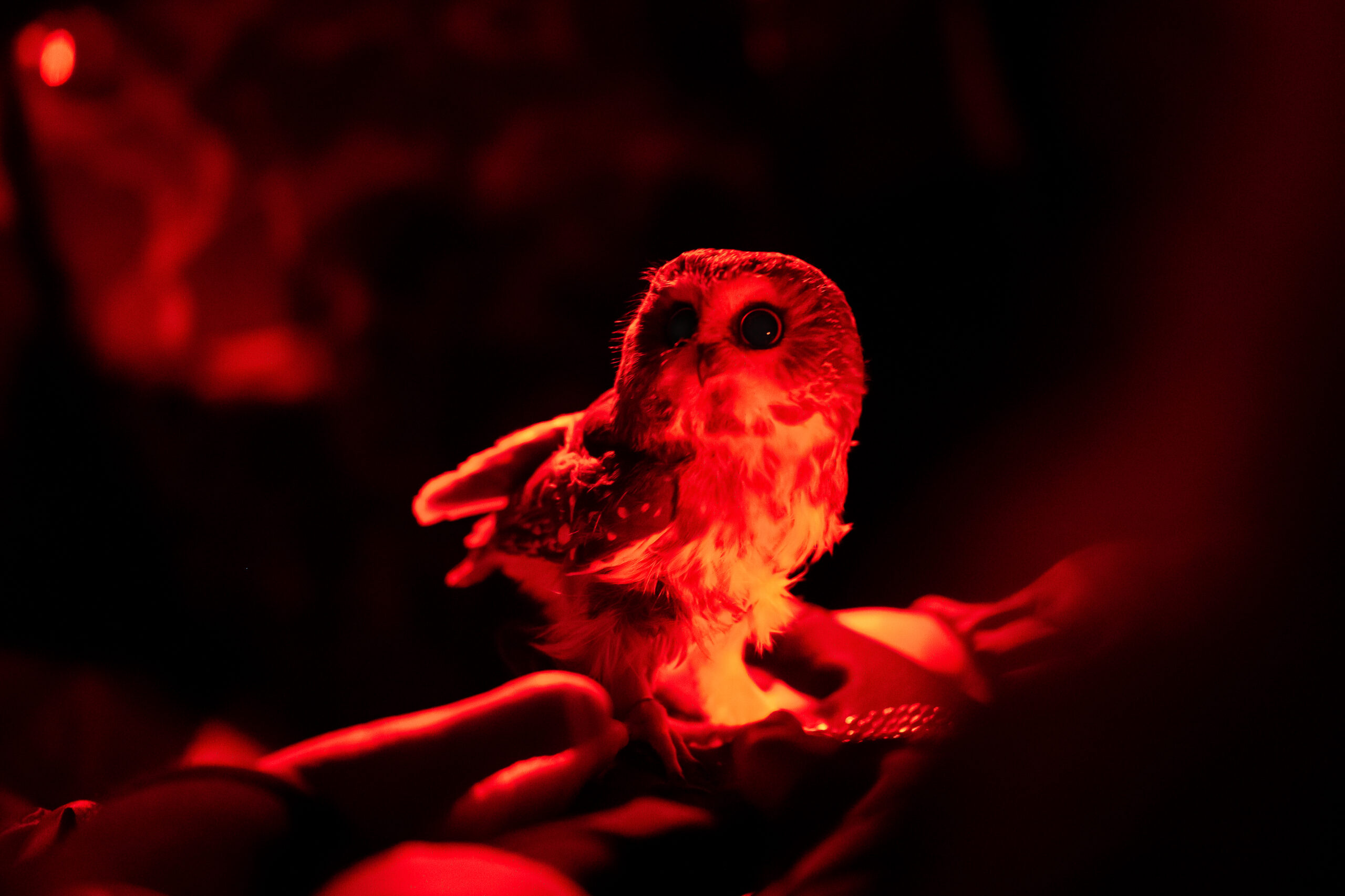 Photo Contest Field Trip winner a Saw-whet owl under a red light in the dark