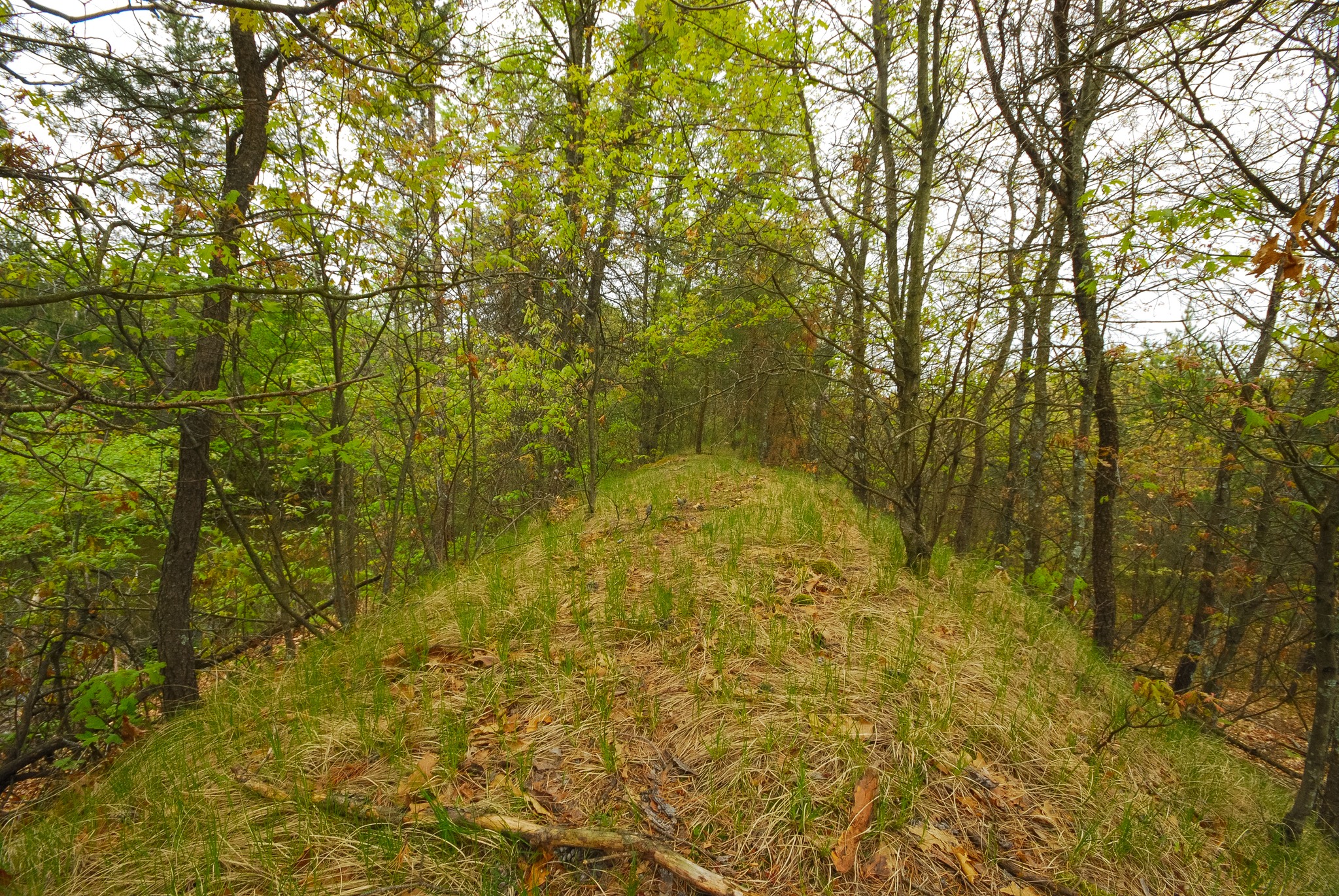 A mound at Cranberry Creek Mound Group SNA