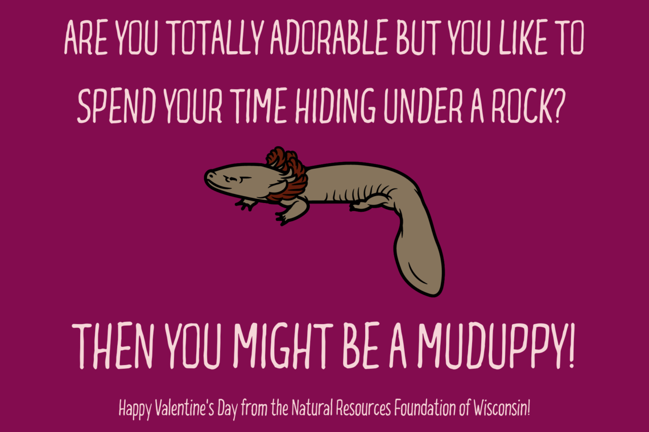 Slimy but Sweet - Searching for Mudpuppies in Wisconsin