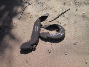 Two mudpuppies laying in the sand.