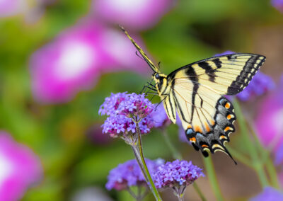 An eastern tiger swallowtail butterfly on tall verbena
