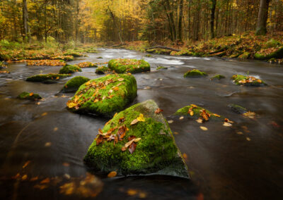 A flowing river with moss-covered rocks protruding out, surrounded by trees covered in fall leaves
