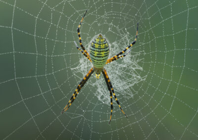 A close-up of a banded garden spider in a web