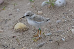 A banded Piping Plover standing in the rocky sand.