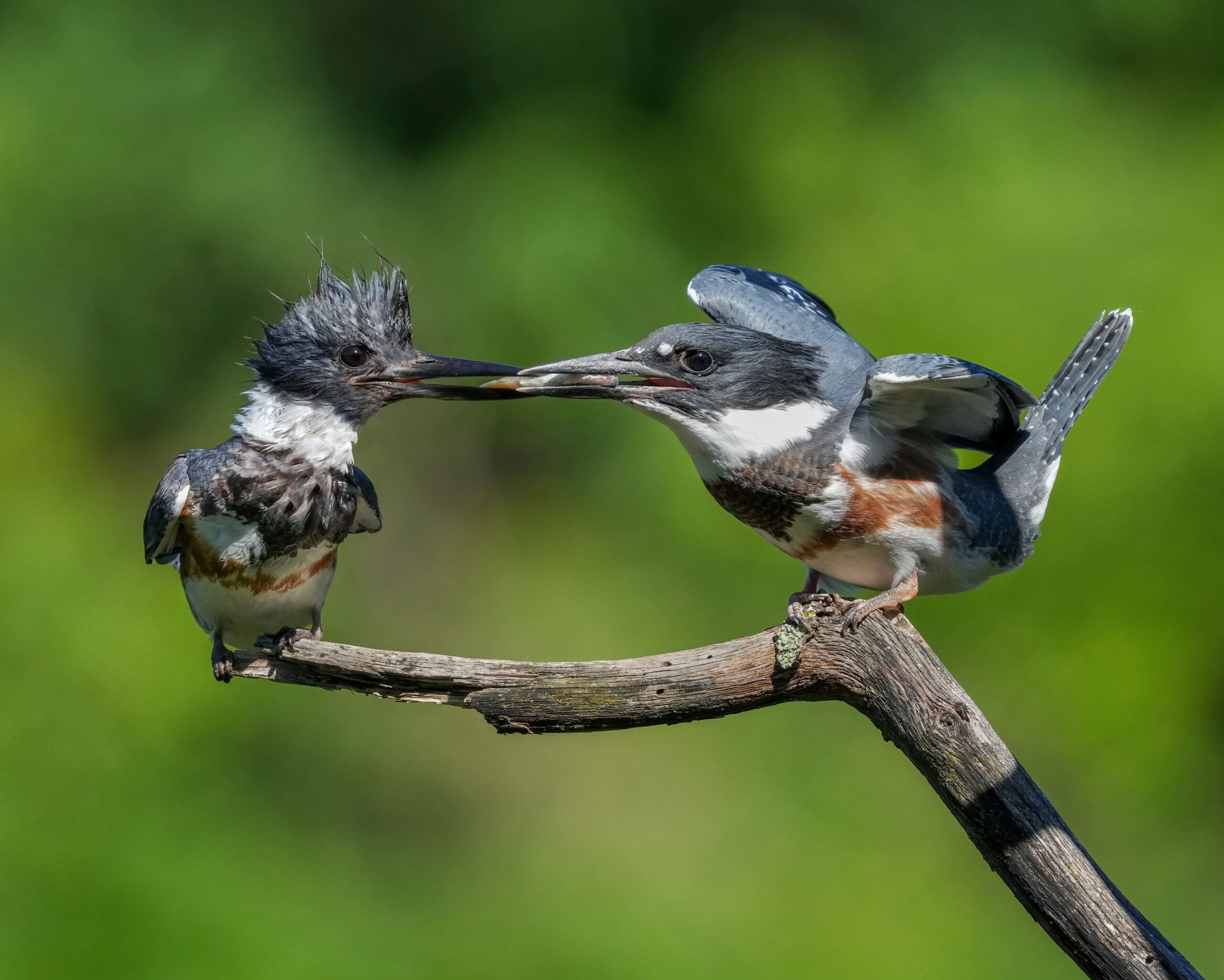 Photo Contest runner-up, a Belted Kingfisher feeding its fledgling on a branch