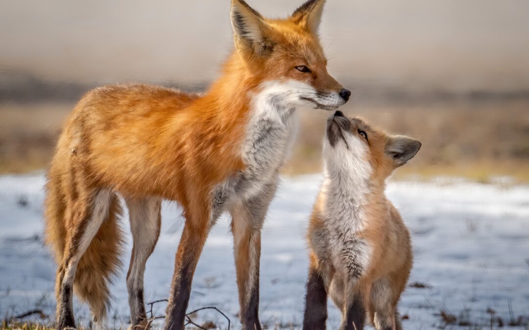 Photo Contest winner, a momma fox and kit standing on snowy ground