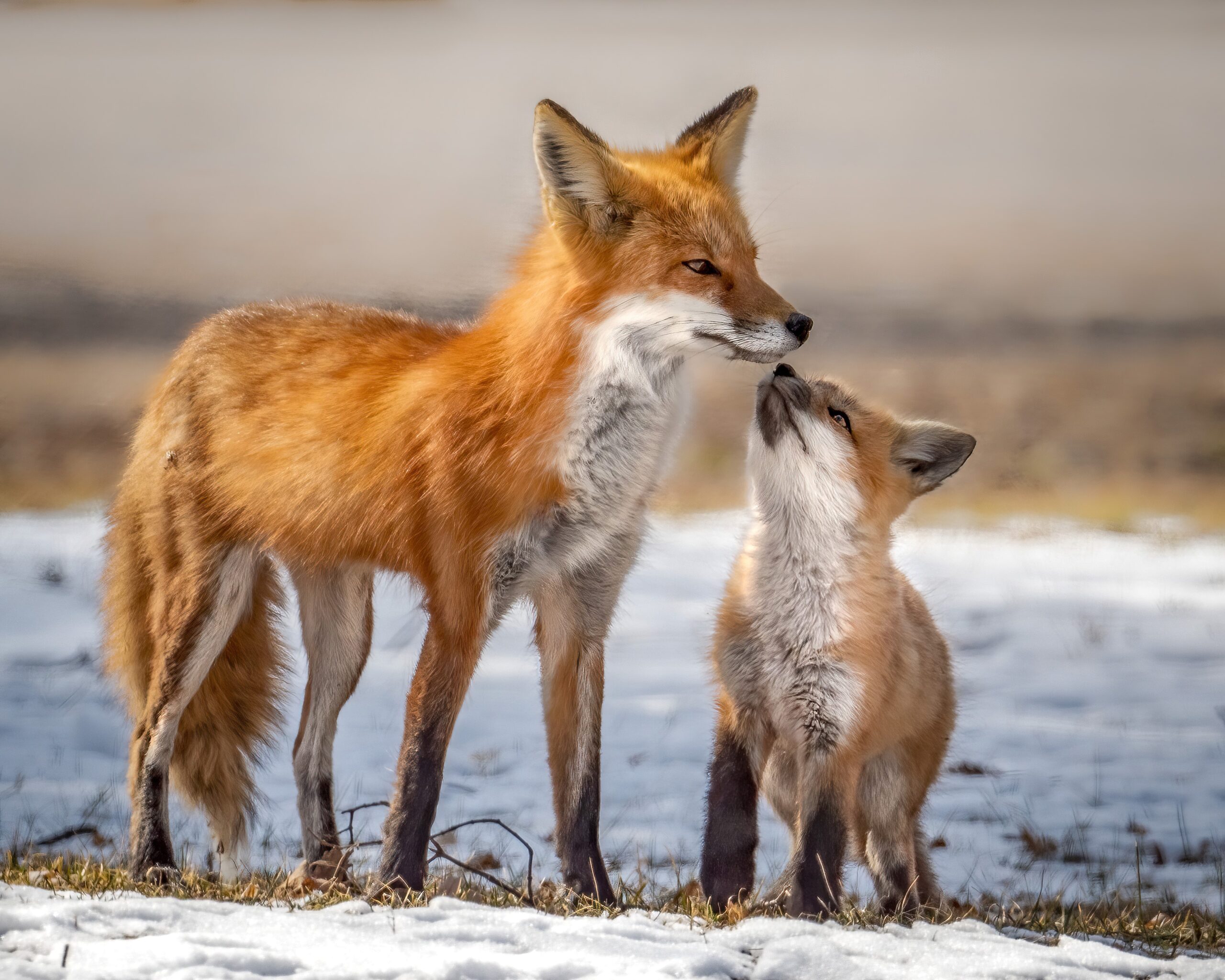 Photo Contest winner, a momma fox and kit standing on snowy ground
