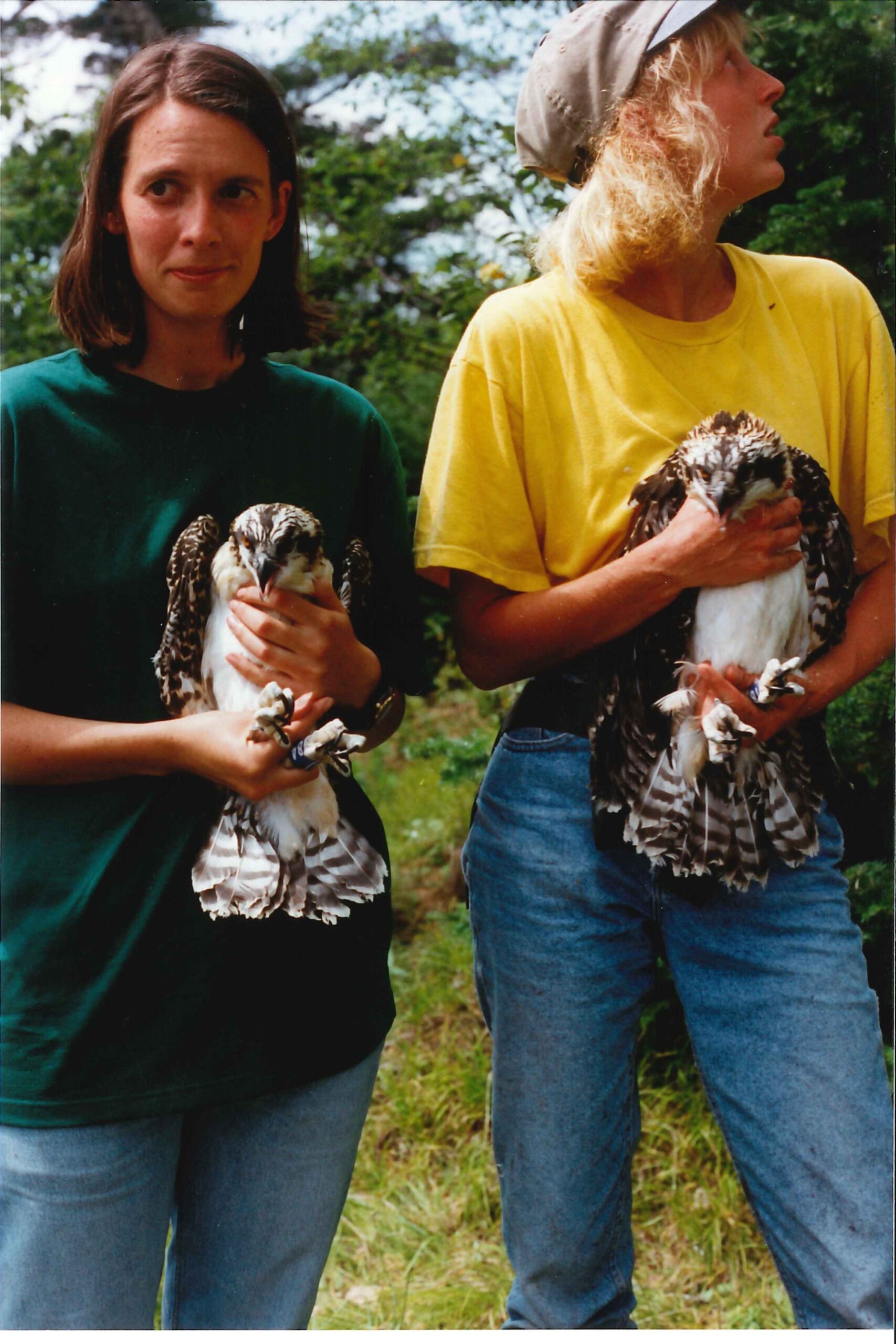 Christine (at left) banding ospreys in Turtle Flambeau Flowage