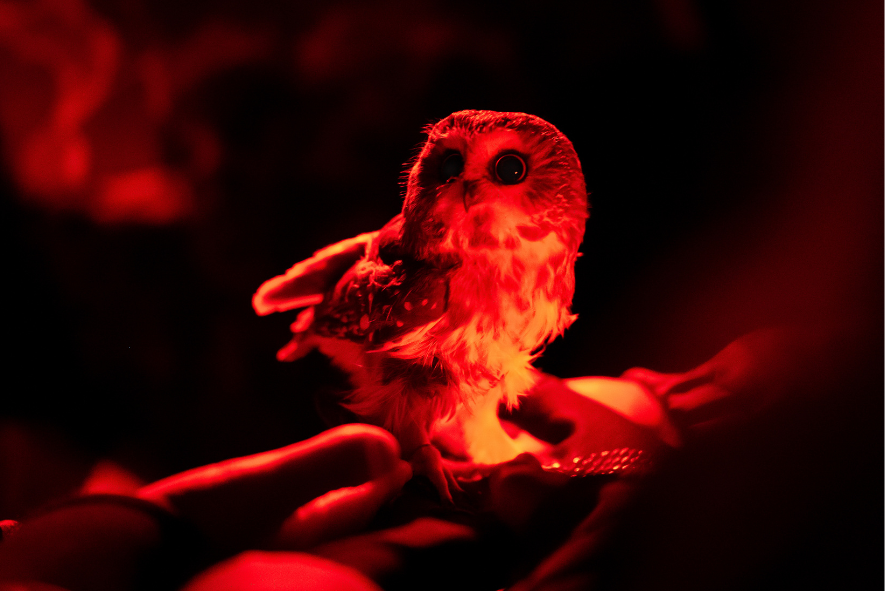 A banding saw whet owl  under red light