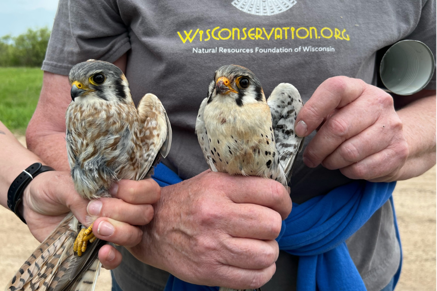 Two hands holding Kestrels while they are being banded on a field trip on the Buena Vista Grasslands. Photo for 30th anniversary of field trip program blog.