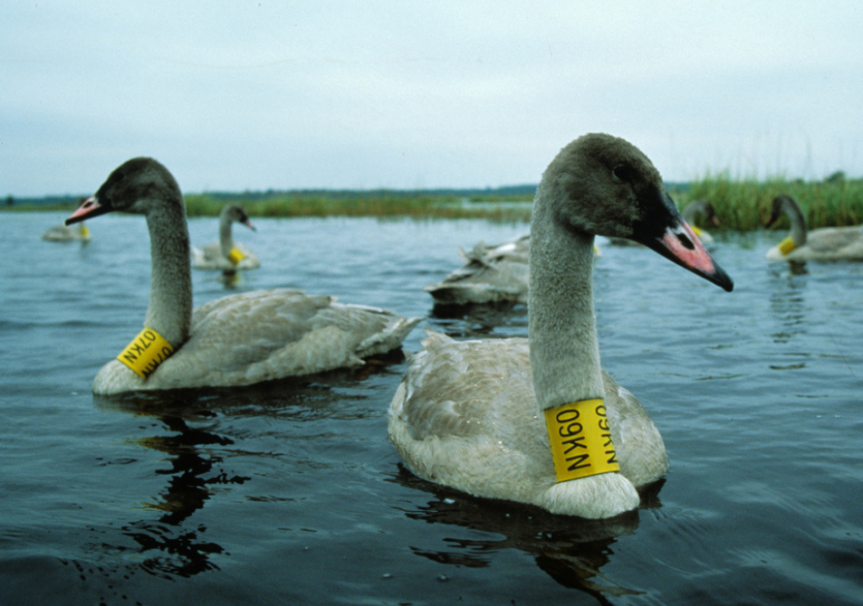Two trumpeter swans in the water for impact area of wildlife button
