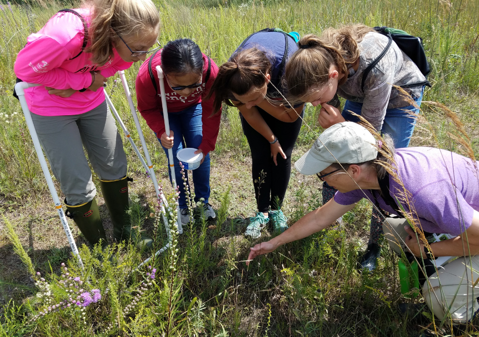 Sauk Prairie high school students looking at something in the grass while doing research in the field; impact area - education