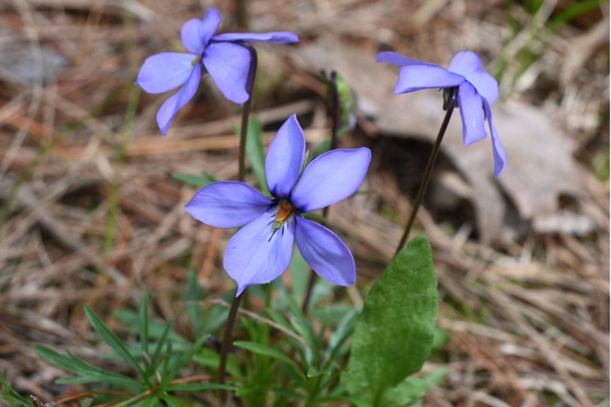 Students in the 2022 Cohort of the Diversity in Conservation Internship Program took a field trip to Kemp Natural Resources Station. Photo: Caitlin Williamson