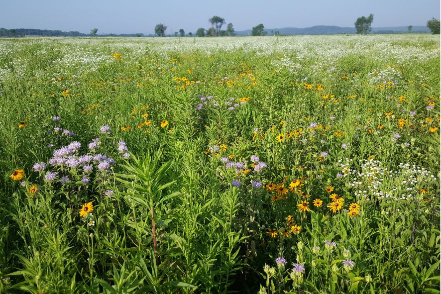 Vast prairie at Maa-Wacacak (Sacred Earth Ho Chunk Reservation) at former Badger Army Amunition Plant with purple, yellow, and white flowers in foreground, the site of a study of how birds respond to restoration