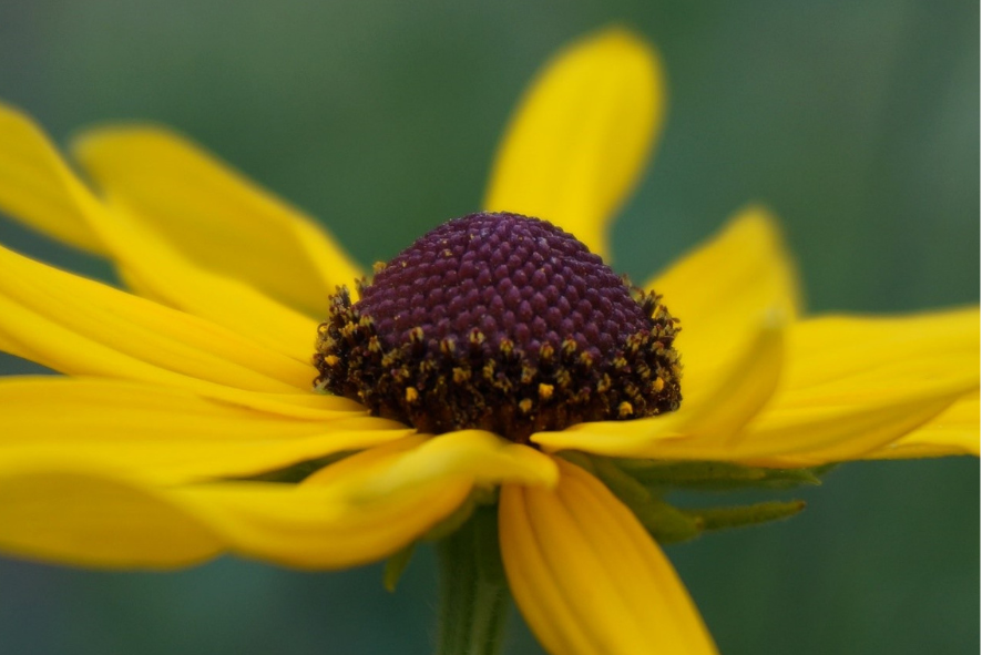 Blog Post Photo Dimensions 43 (28) private land restoration blog - close up of black-eyed susan