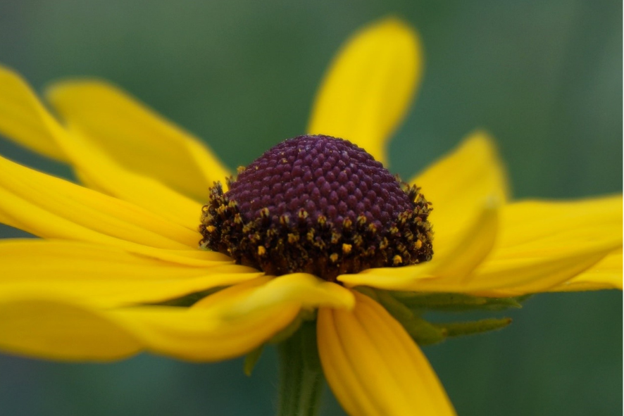 private land restoration blog - close up of black-eyed susan