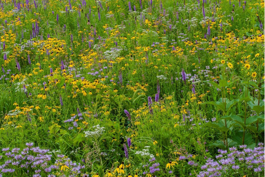 private land restoration blog - prairie with yellow, white, and purple flowers in it