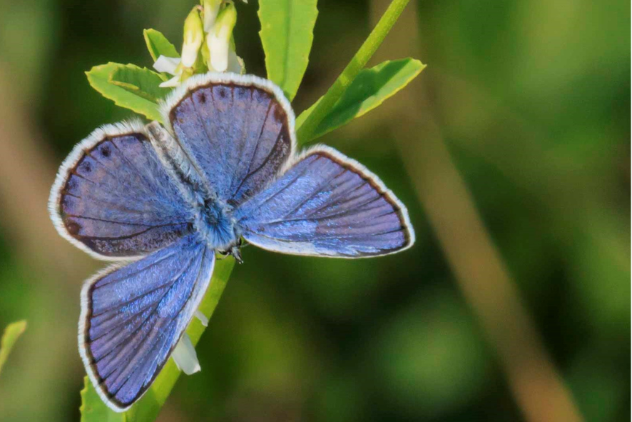 private land restoration blog - a close-up of a Karner melissa blue butterfly on a plant