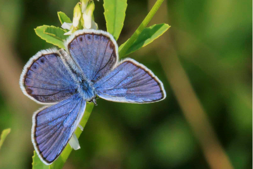 Blog Post Photo Dimensions 43 (31) private land restoration blog - a close-up of a Karner melissa blue butterfly on a plant