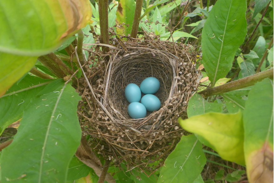 Four blue dickcissel eggs in a nest built among plants
