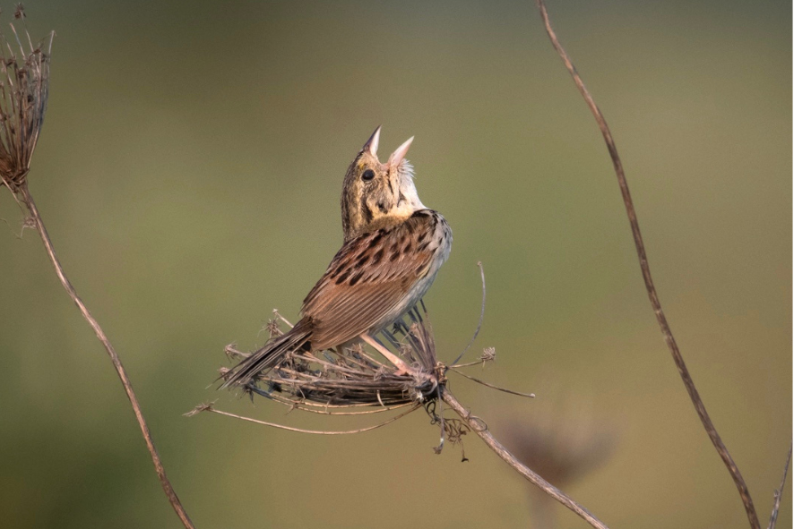 Henslow's Sparrow Singing On Queen Anne's Lace, At Maa Wacacak. Credit Andy Kraushaar. This work studied how birds respond to restoration, like the Henslow's sparrow pictured here singing on Queen Anne's lace
